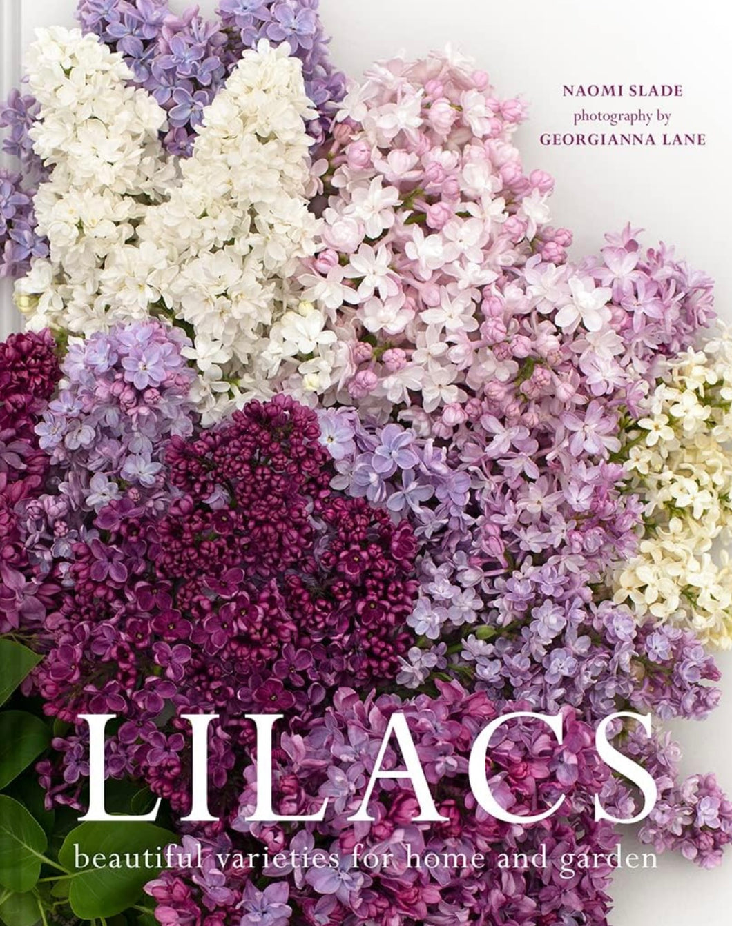 Lilacs